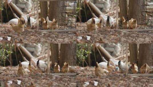 农村乡村老母鸡公鸡健康食材高清在线视频素材下载