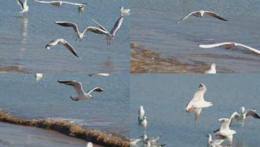 大海海鸥高清在线视频素材下载