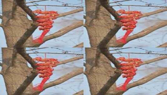 北京孔庙春节金鱼中国结吉祥物挂饰树挂高清在线视频素材下载