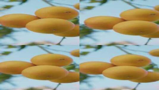 橙子 脐橙 水果 橘子高清在线视频素材下载