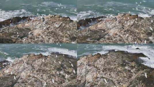 白鹤礁石海浪高清在线视频素材下载