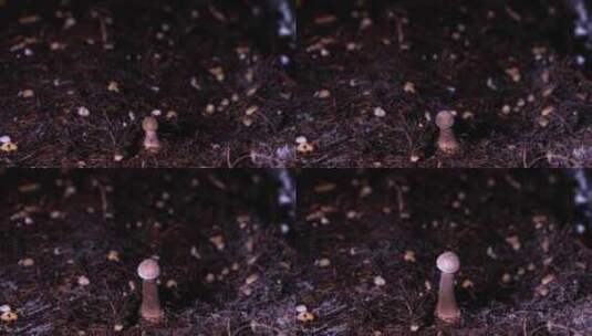绿色森林里鸡枞菌蘑菇生长延时摄影高清在线视频素材下载