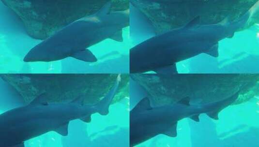 水族馆里的鲨鱼高清在线视频素材下载