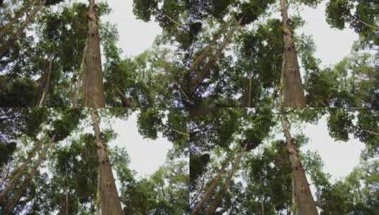 从热带树木的森林下面看高大的热带树木高清在线视频素材下载