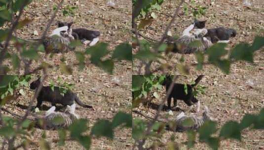 两只流浪猫在草地上嬉戏高清在线视频素材下载