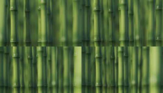 绿色竹子和竹林天然绿色概念3D渲染高清在线视频素材下载