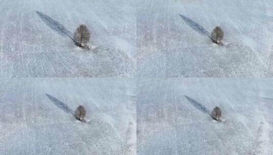 一颗孤独的小树生长在雪地中航拍雪景高清在线视频素材下载