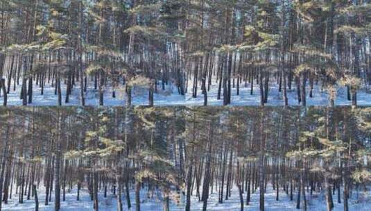 林海雪原松林雪景高清在线视频素材下载