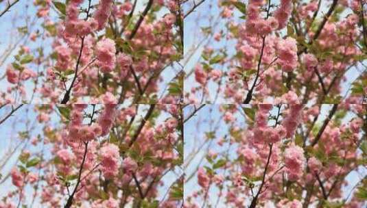 春分时节盛开的日本晚樱花实拍高清在线视频素材下载