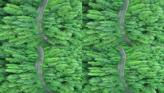 航拍绿色森林中的公路高清在线视频素材下载