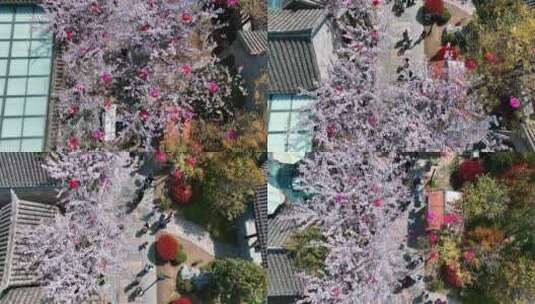 春天古建筑樱花与灯笼航拍徐州市回龙窝历史高清在线视频素材下载