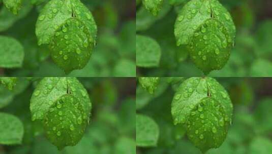 春天雨天植物叶子雨滴雨水的自然治愈风景高清在线视频素材下载