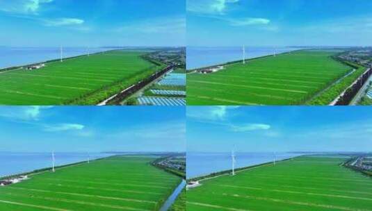 航拍上海长兴岛崇明长江边滩涂稻田 风电厂高清在线视频素材下载