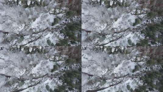 森林被雪覆盖的航拍景观高清在线视频素材下载