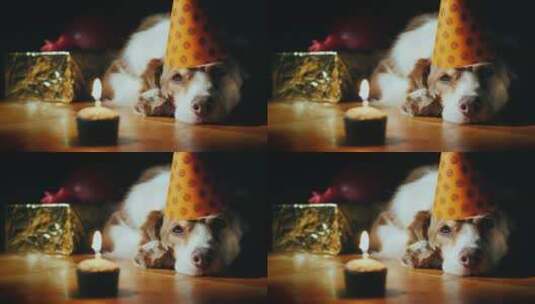 狗狗带着生日帽高清在线视频素材下载