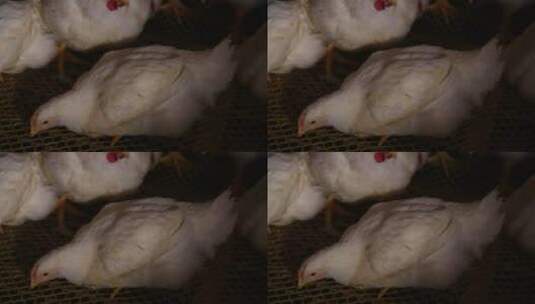肉鸡白羽鸡的饲养 (12)高清在线视频素材下载