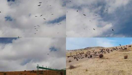 成群的秃鹫鸟类蓝天白云飞翔降落落地高清在线视频素材下载
