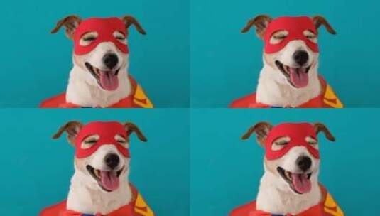 穿着超级英雄服装的有趣狗高清在线视频素材下载