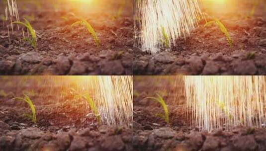 夕阳下用水浇灌土地上的幼苗高清在线视频素材下载