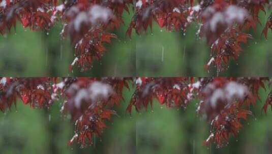 下雨天雨滴从树叶上滴落高清在线视频素材下载