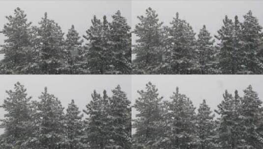 雪落在松树丛中高清在线视频素材下载