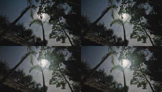 树木上方的太阳高清在线视频素材下载