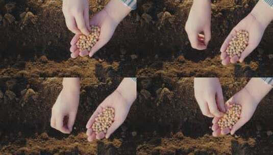 将黄豆种子播种在土地里高清在线视频素材下载
