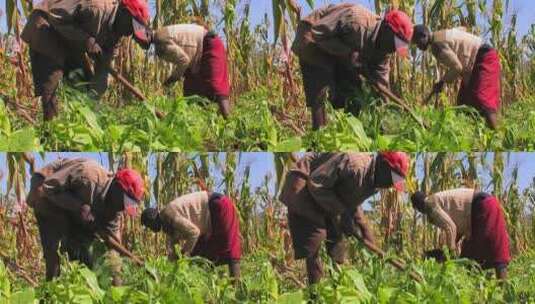 玉米地锄草的人高清在线视频素材下载