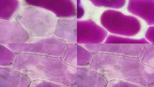 植物细胞细胞核（洋葱表皮细胞放大1000倍）高清在线视频素材下载
