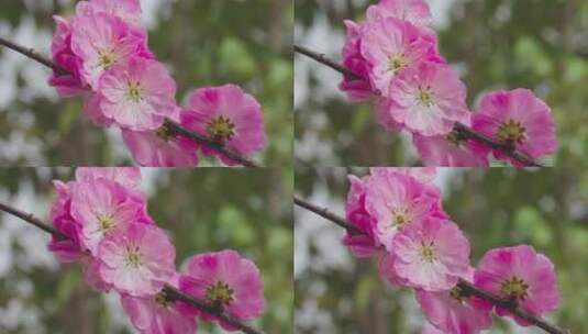 春天樱花盛开高清在线视频素材下载