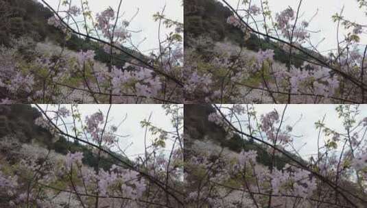 春天郴州王仙岭樱花园樱花3高清在线视频素材下载