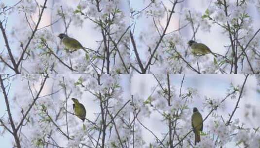 樱花树上的小鸟高清在线视频素材下载
