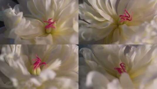 鲜花摄影芍药洋牡丹升格高清在线视频素材下载
