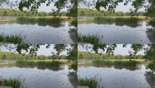 北京圆明园湖面的绿草盈盈高清在线视频素材下载