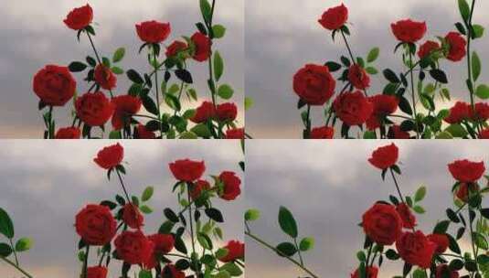 近距离看玫瑰花丛上的红花高清在线视频素材下载