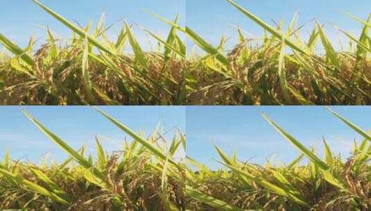 秋天成熟的水稻稻穗特写高清在线视频素材下载