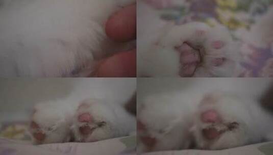 【镜头合集】毛球可爱猫咪猫爪肉垫高清在线视频素材下载