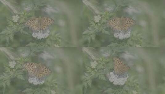 河边的蝴蝶LOG高清在线视频素材下载