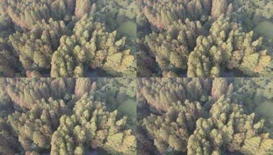 秋天红木杉植物航拍高清在线视频素材下载