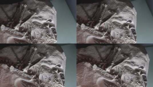 博物馆展出恐龙化石高清在线视频素材下载