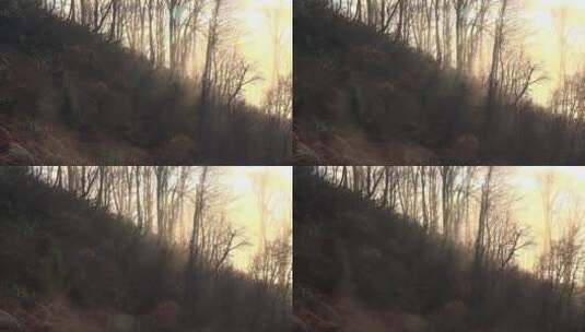 黎明时分的神-秘森林高清在线视频素材下载