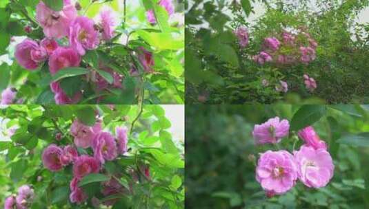 4K微距拍摄蔷薇高清在线视频素材下载