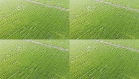 中国农业经济发展水稻田地高清在线视频素材下载