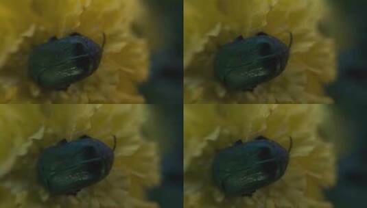 甲虫爬进金盏花宏高清在线视频素材下载