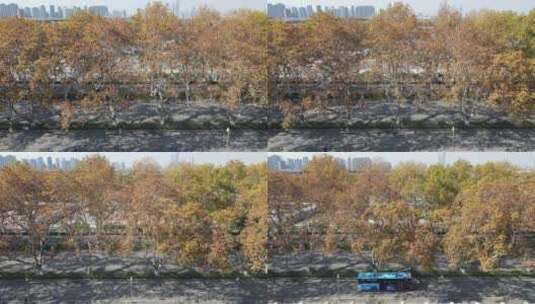 城市航拍南京秋天枯黄法国梧桐高清在线视频素材下载