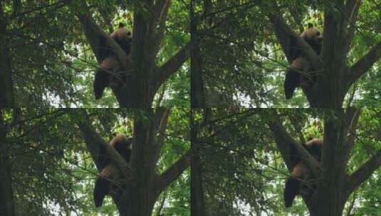 国宝大熊猫树上睡觉高清在线视频素材下载
