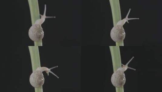蜗牛在绿叶上向上爬行高清在线视频素材下载