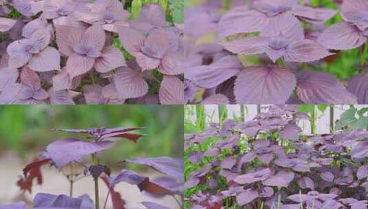 紫苏-香料-紫苏属植物高清在线视频素材下载
