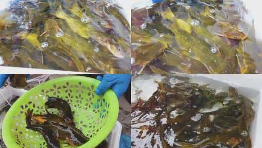 黄颡鱼素材高清在线视频素材下载