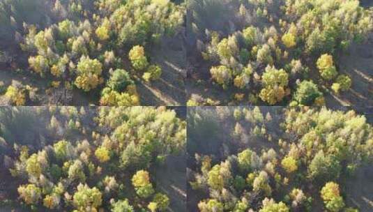 航拍森林秋天景色高清在线视频素材下载